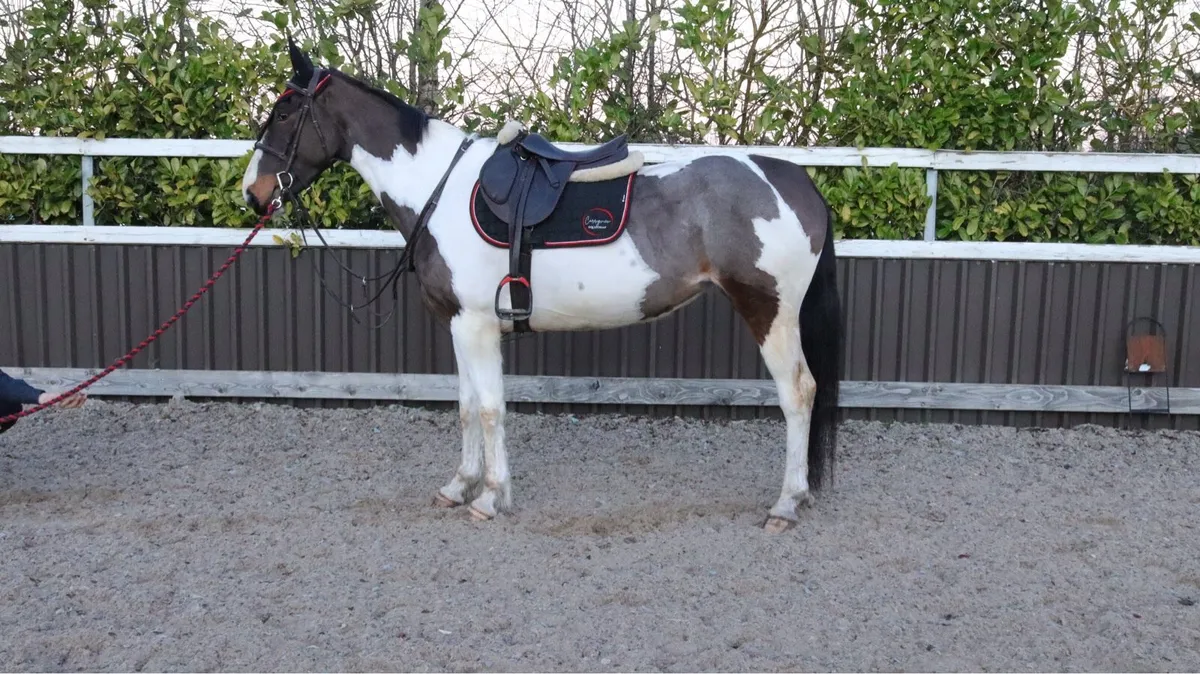 15.2 4 year old mare