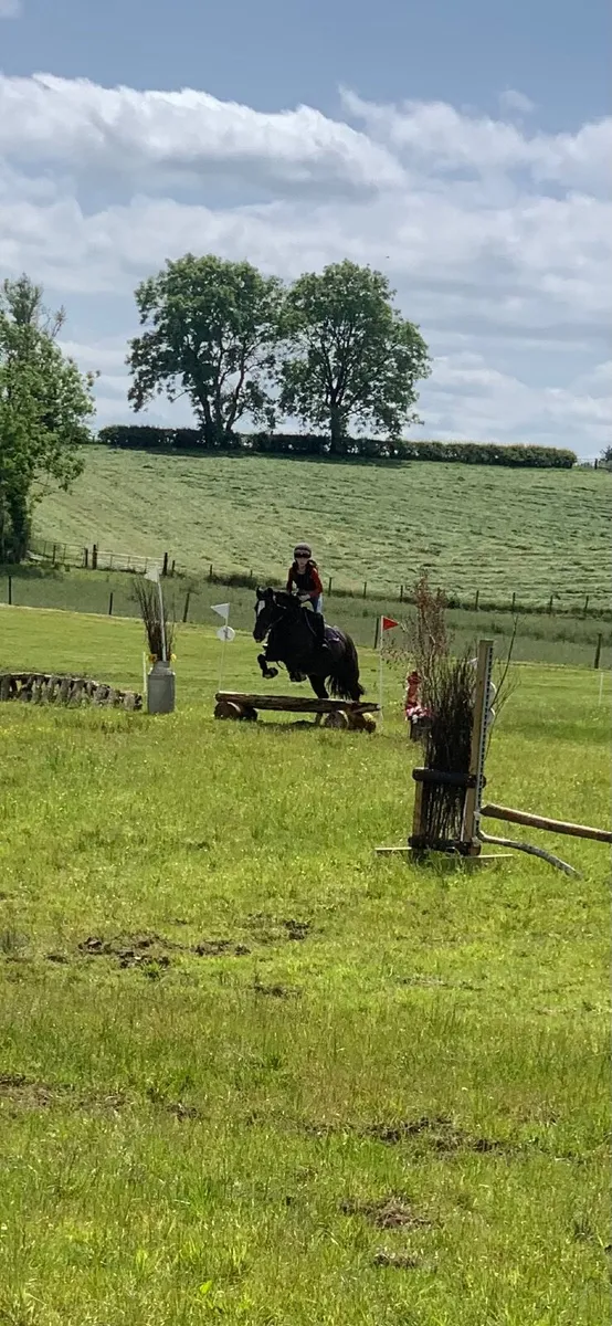 Equine pony - Image 2