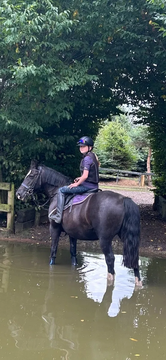 Equine pony - Image 1