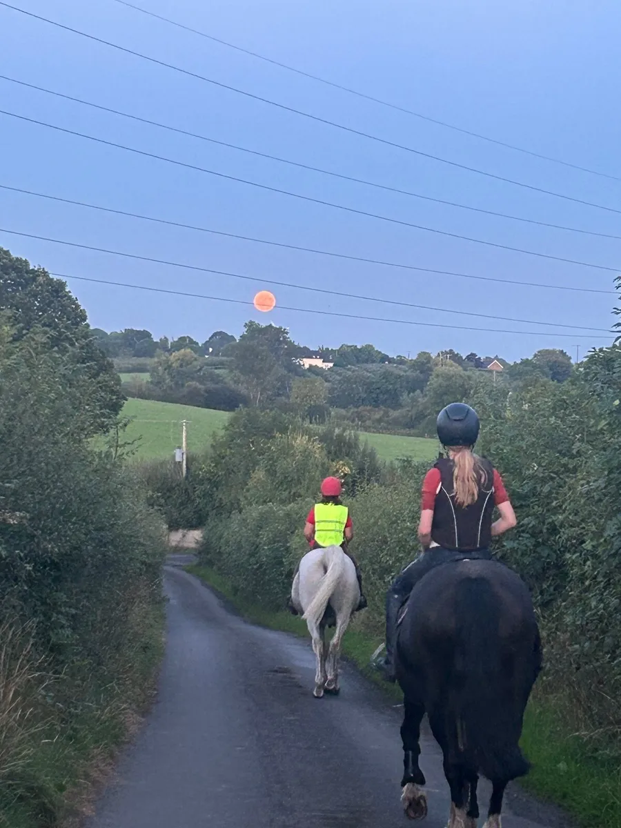 Equine pony - Image 3