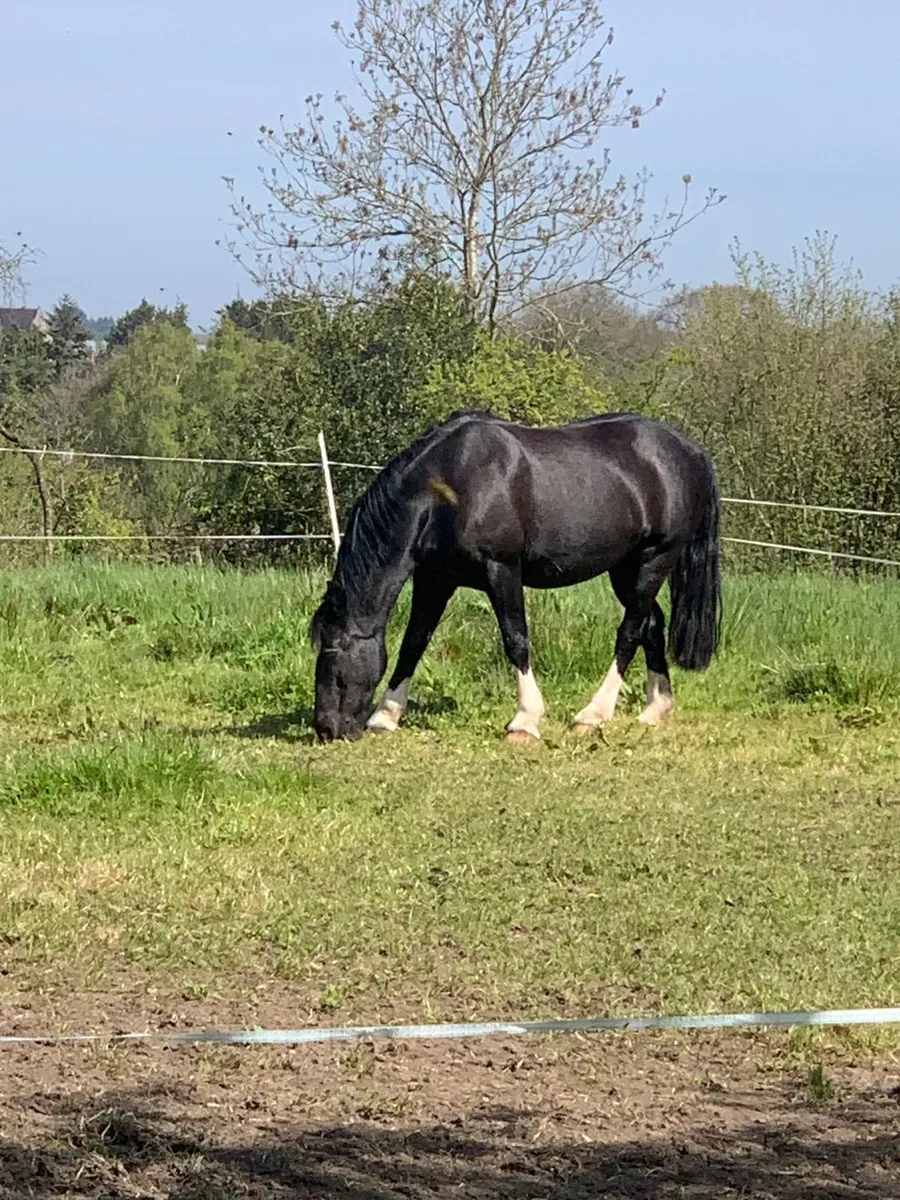 Equine pony - Image 4
