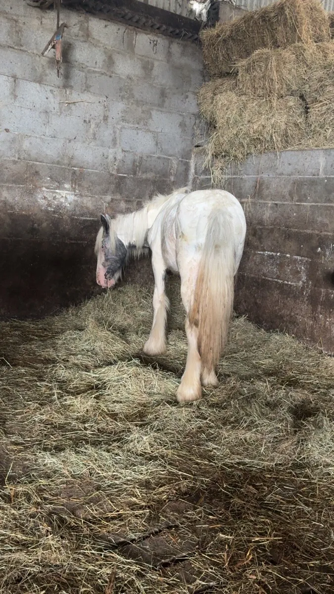 Blue & white filly yearling - Image 2