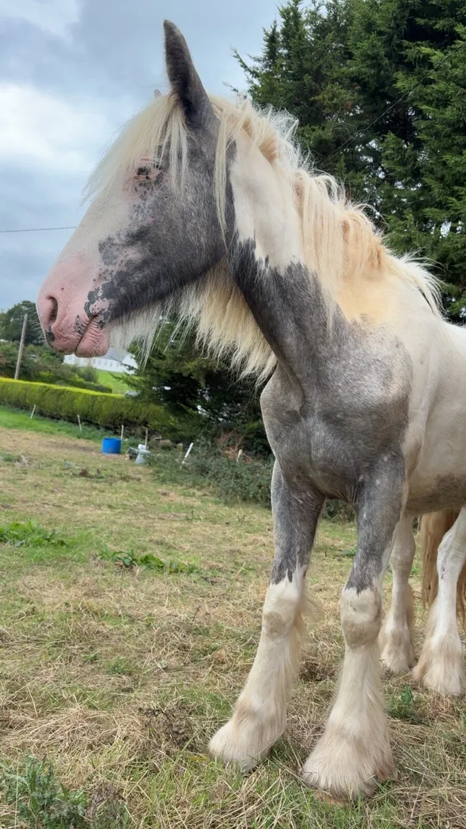 Blue & white filly yearling - Image 1