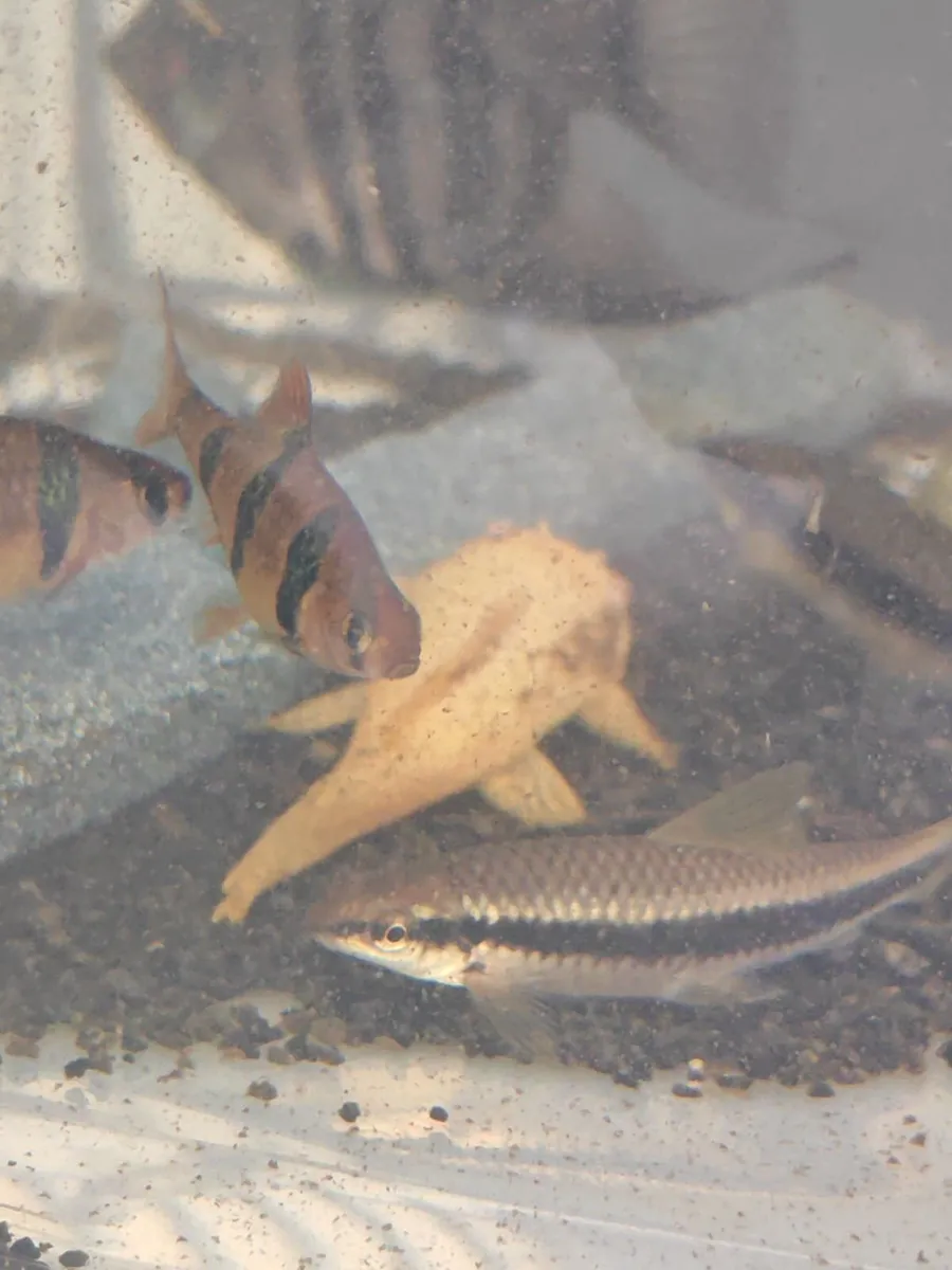 Fish - Image 2