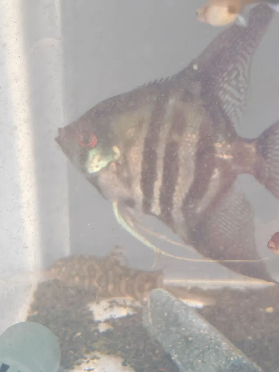 Fish - Image 4