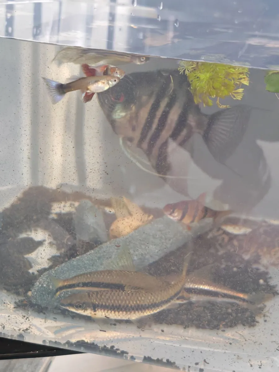 Fish - Image 3