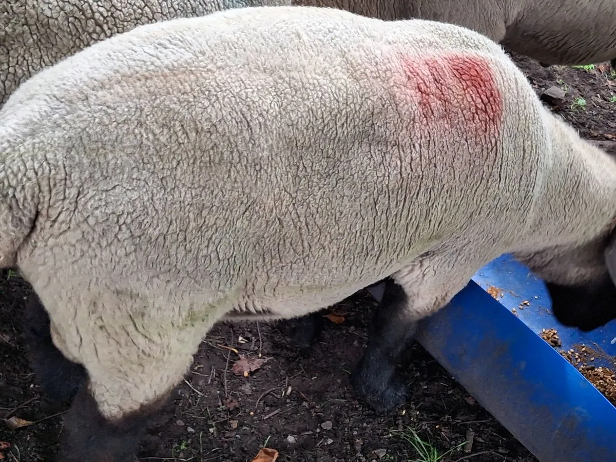 hogget Suffolk ram - Image 2