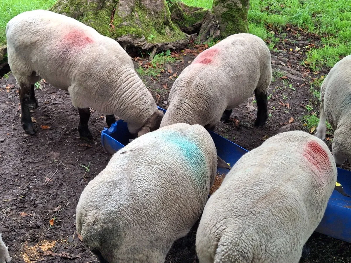 hogget Suffolk ram - Image 3