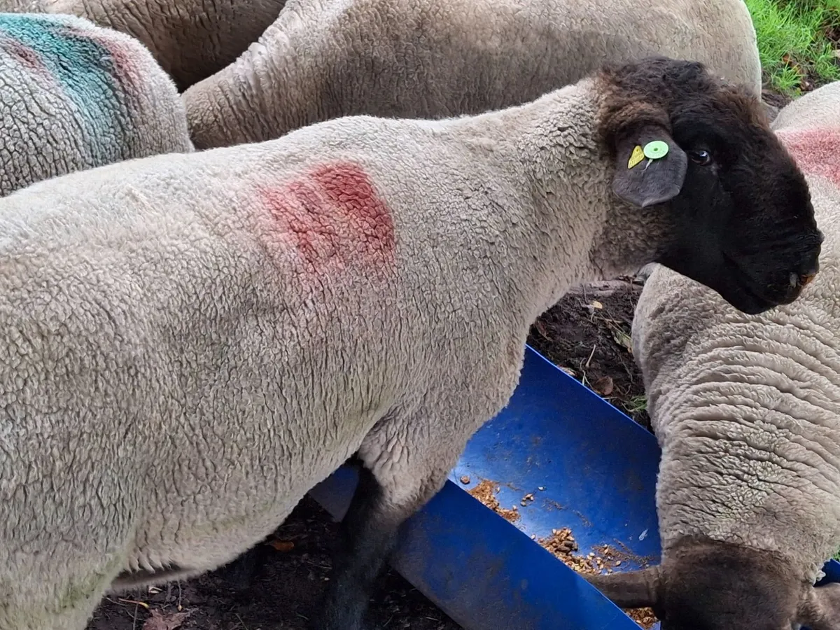 hogget Suffolk ram - Image 4