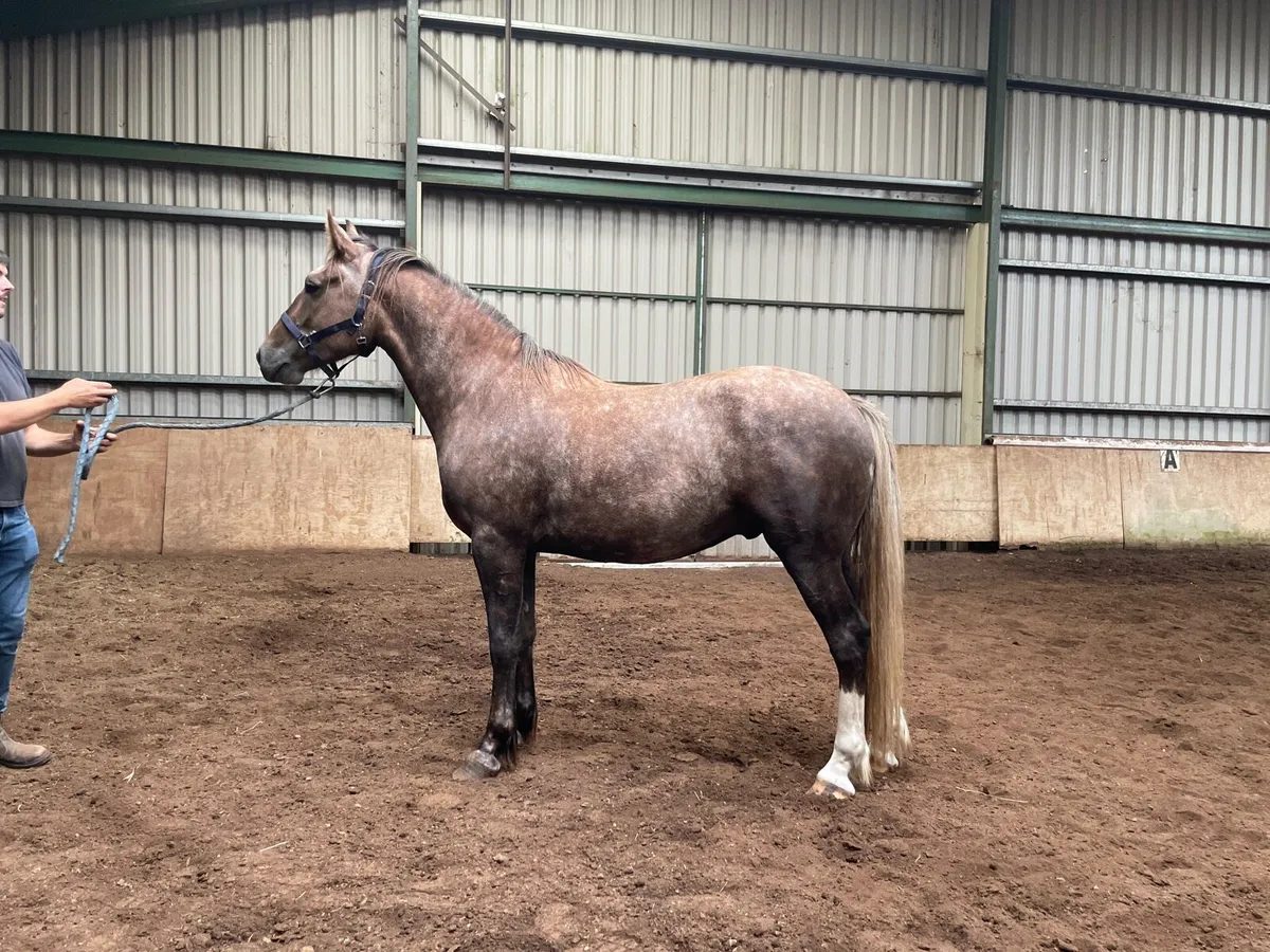 3 Year Old RID Gelding - Image 2