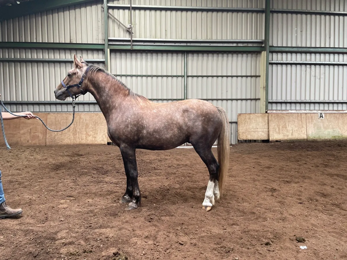 3 Year Old RID Gelding - Image 3