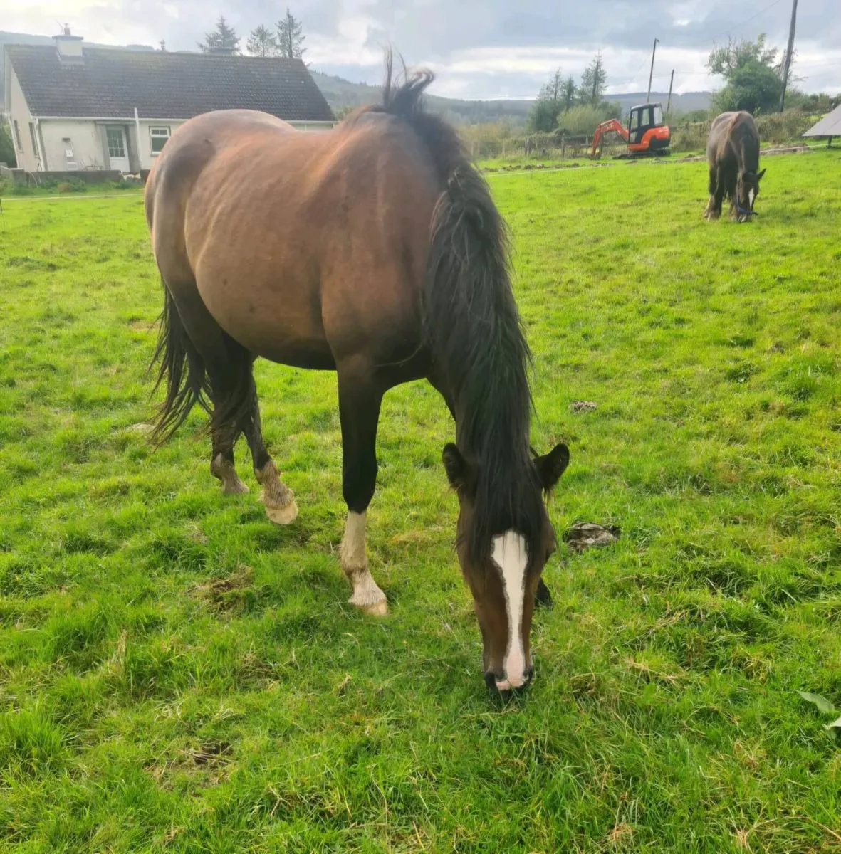 2 1/2 Year Old Filly - Image 1