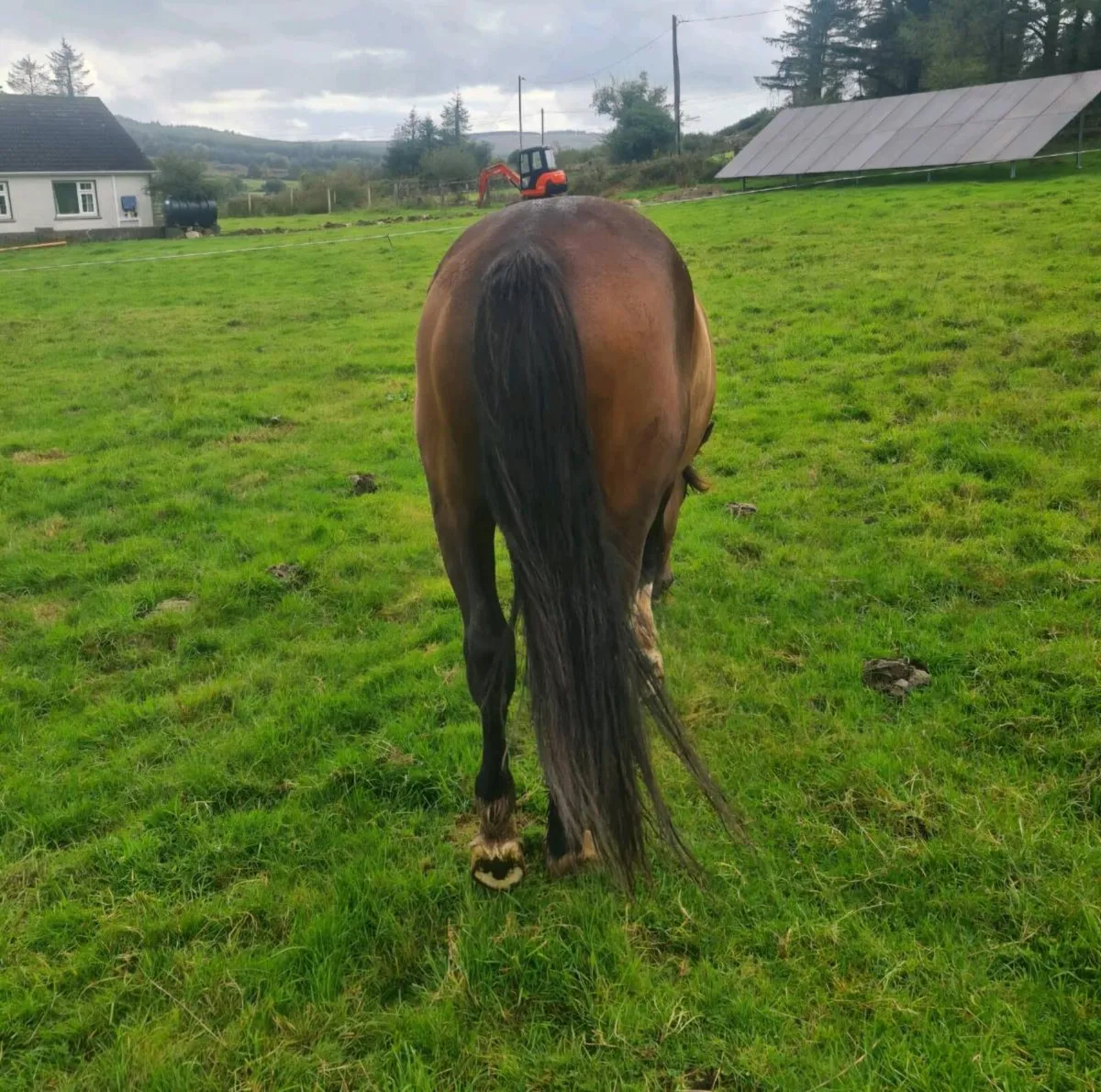 2 1/2 Year Old Filly - Image 2