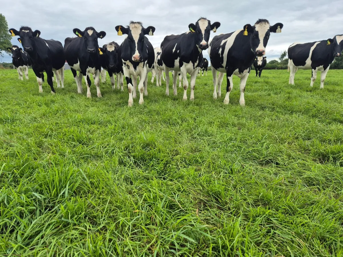 Incalf Heifers Dairy Friesian for sale - Image 1