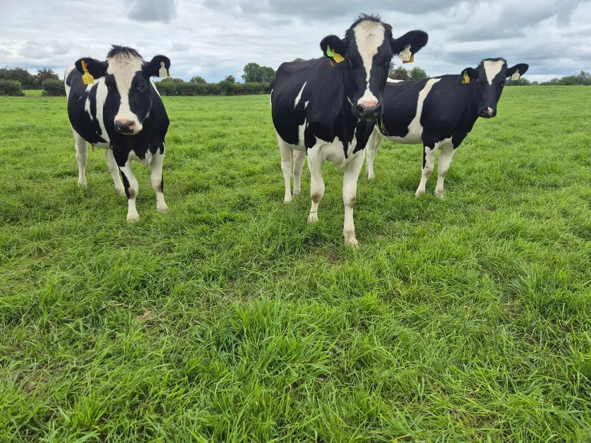 Incalf Heifers Dairy Friesian for sale - Image 3
