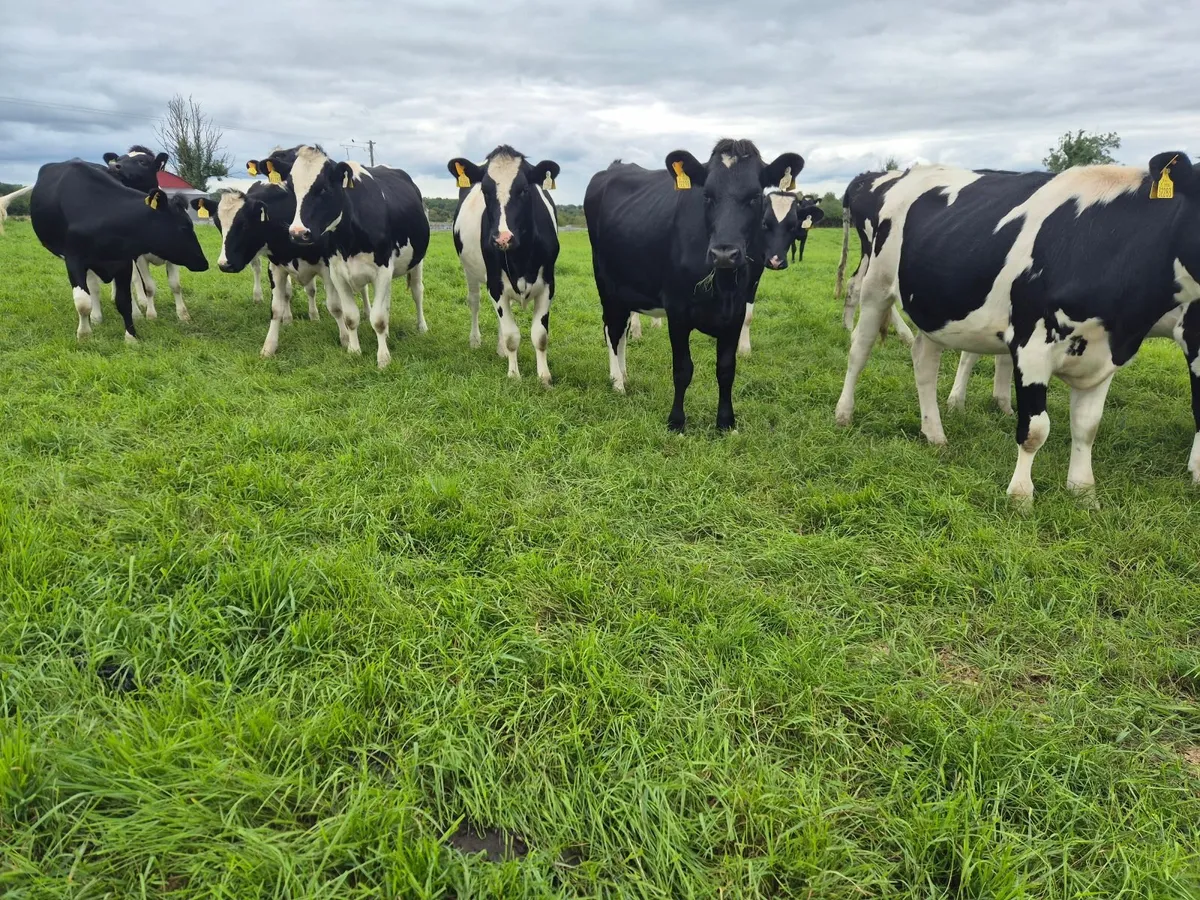 Incalf Heifers Dairy Friesian for sale - Image 2