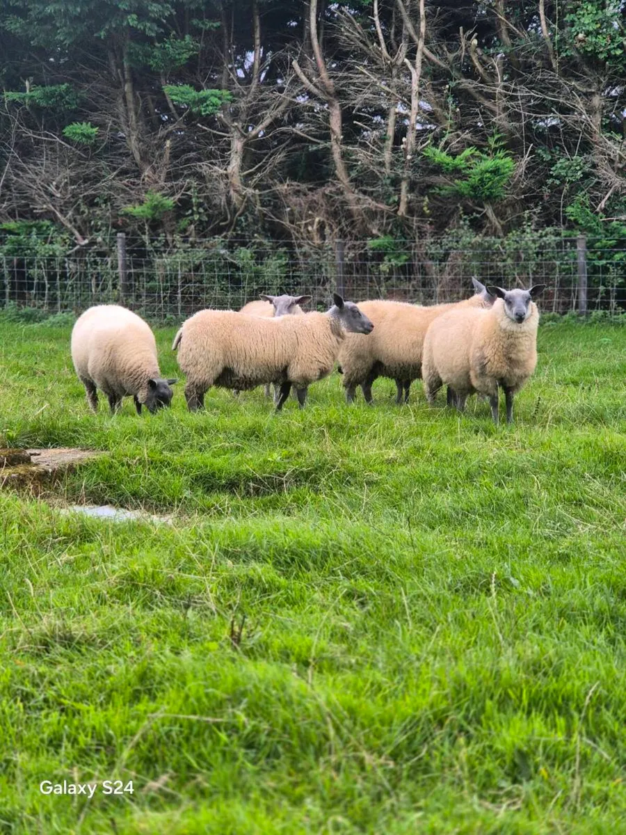 Pedigree Blue del maine rams lambs - Image 2