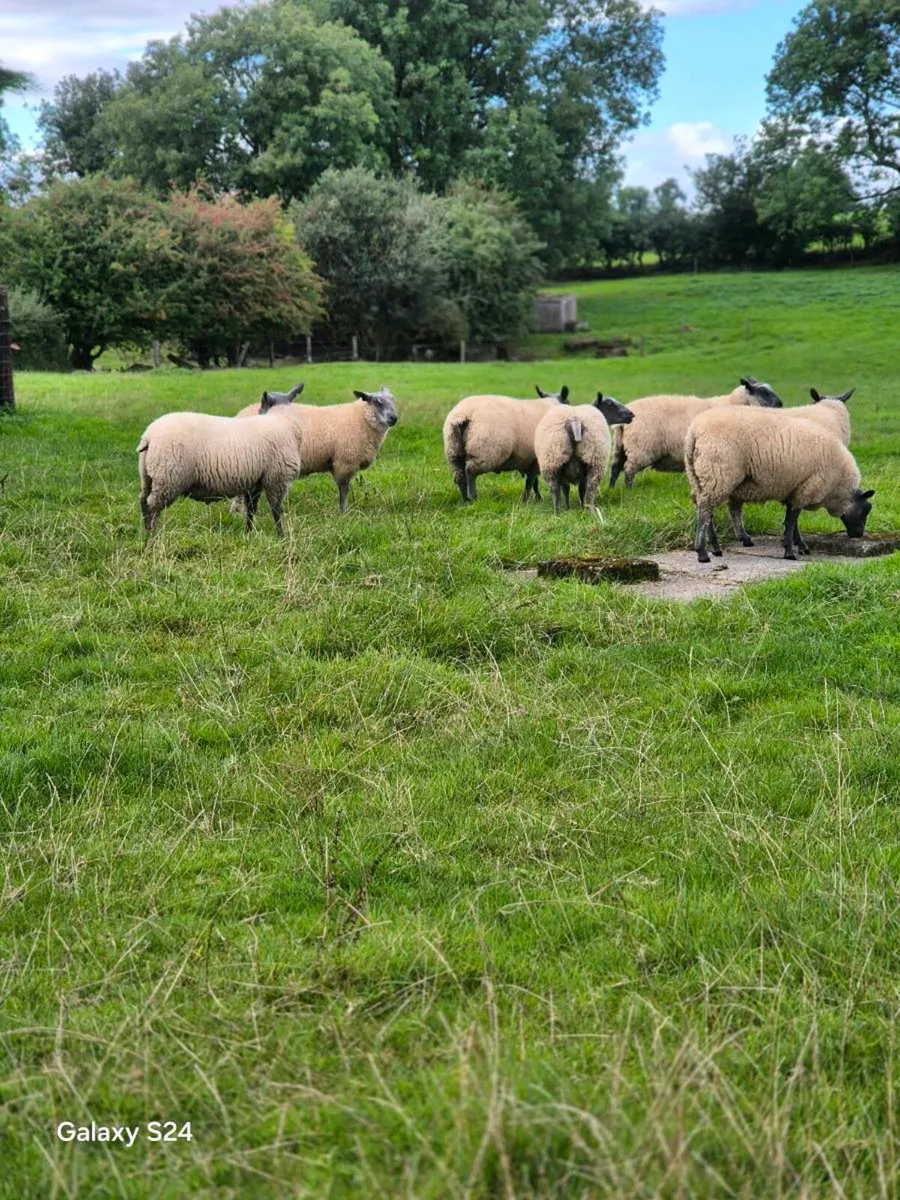 Pedigree Blue del maine rams lambs - Image 3