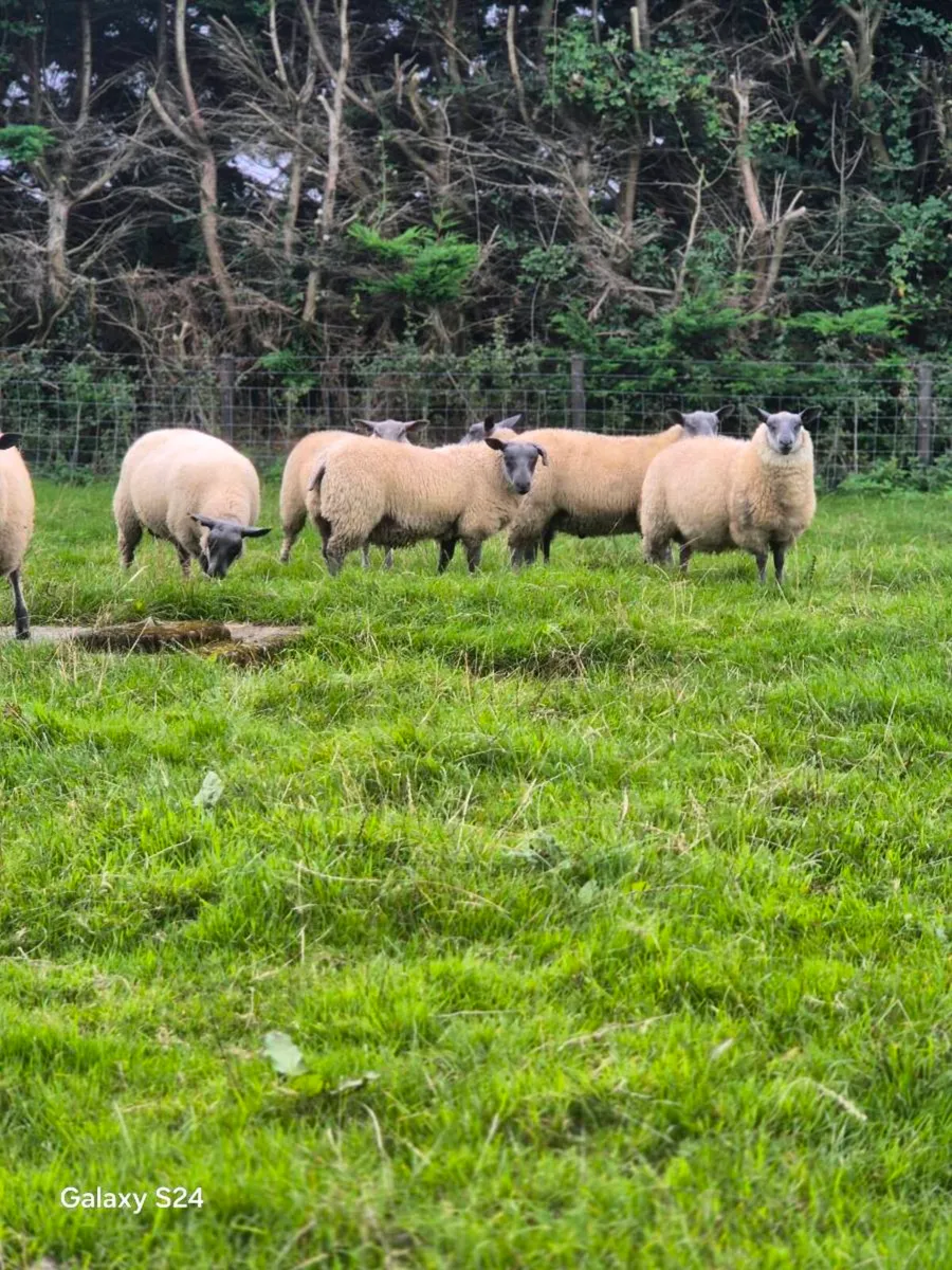 Pedigree Blue del maine rams lambs - Image 4