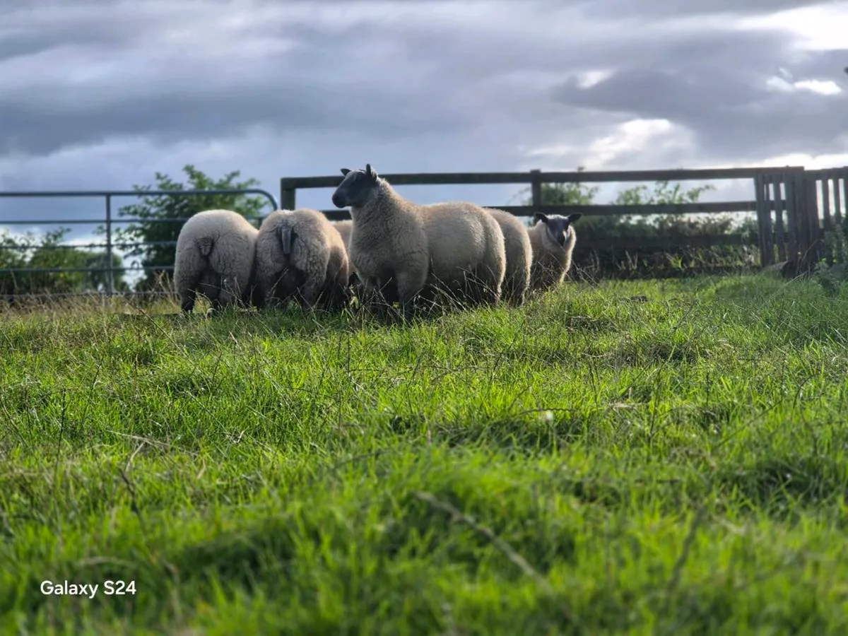 Pedigree Blue del maine rams lambs - Image 1