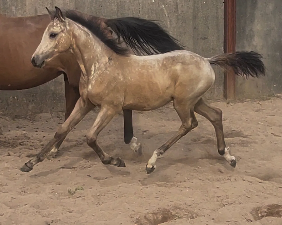 ❤️Mare and Colt foal❤️ - Image 4