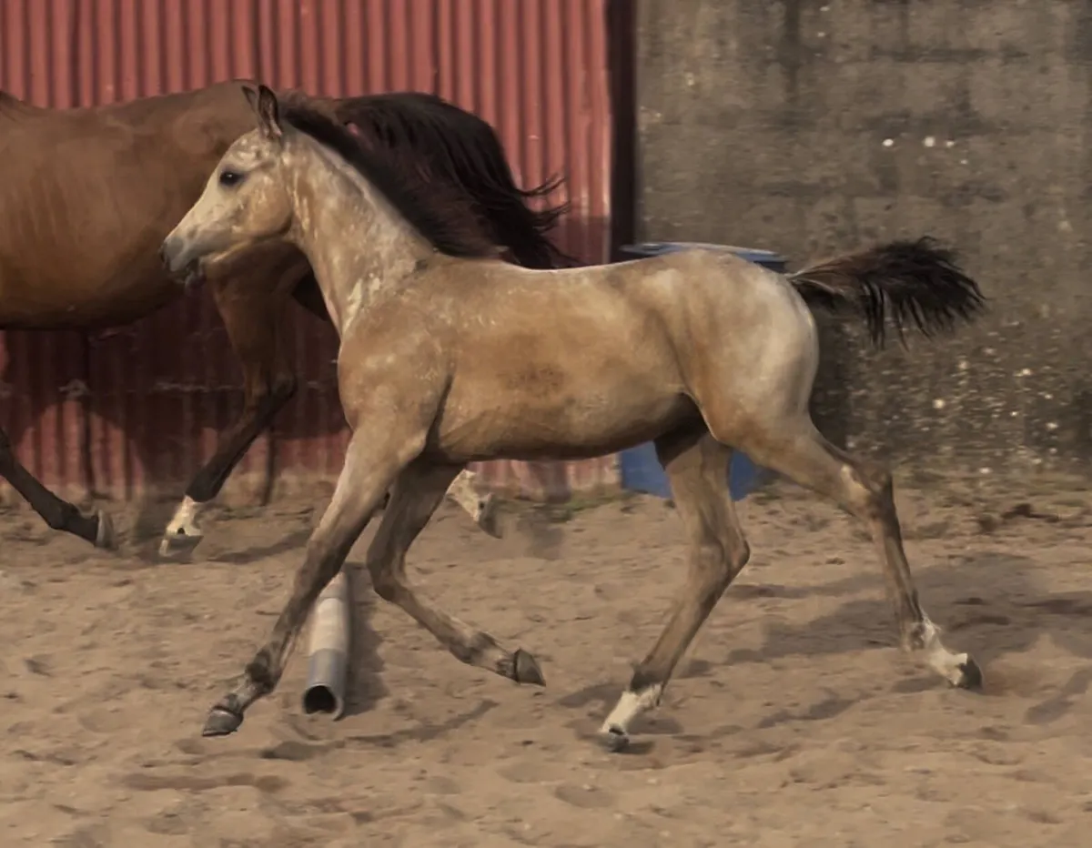 ❤️Mare and Colt foal❤️ - Image 1