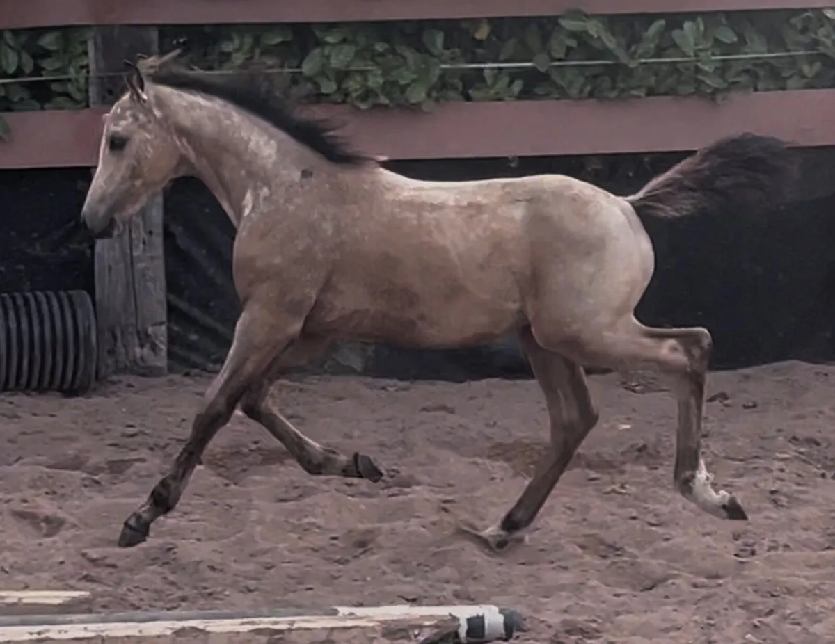 ❤️Mare and Colt foal❤️ - Image 2