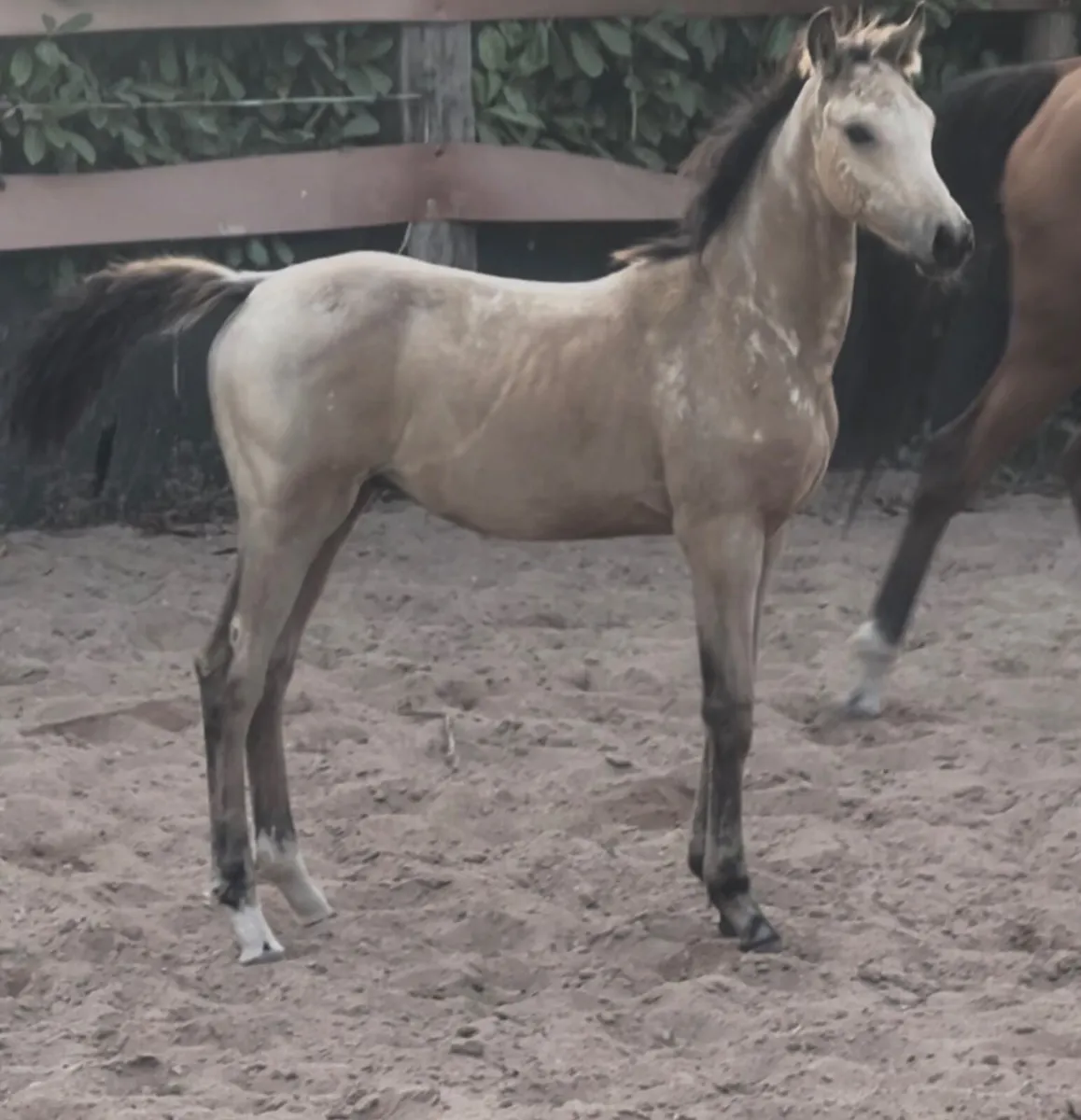 ❤️Mare and Colt foal❤️ - Image 3