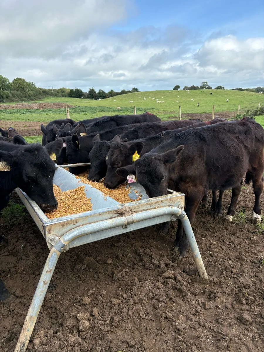 14 super 220kg heifer Weanlings - Image 4
