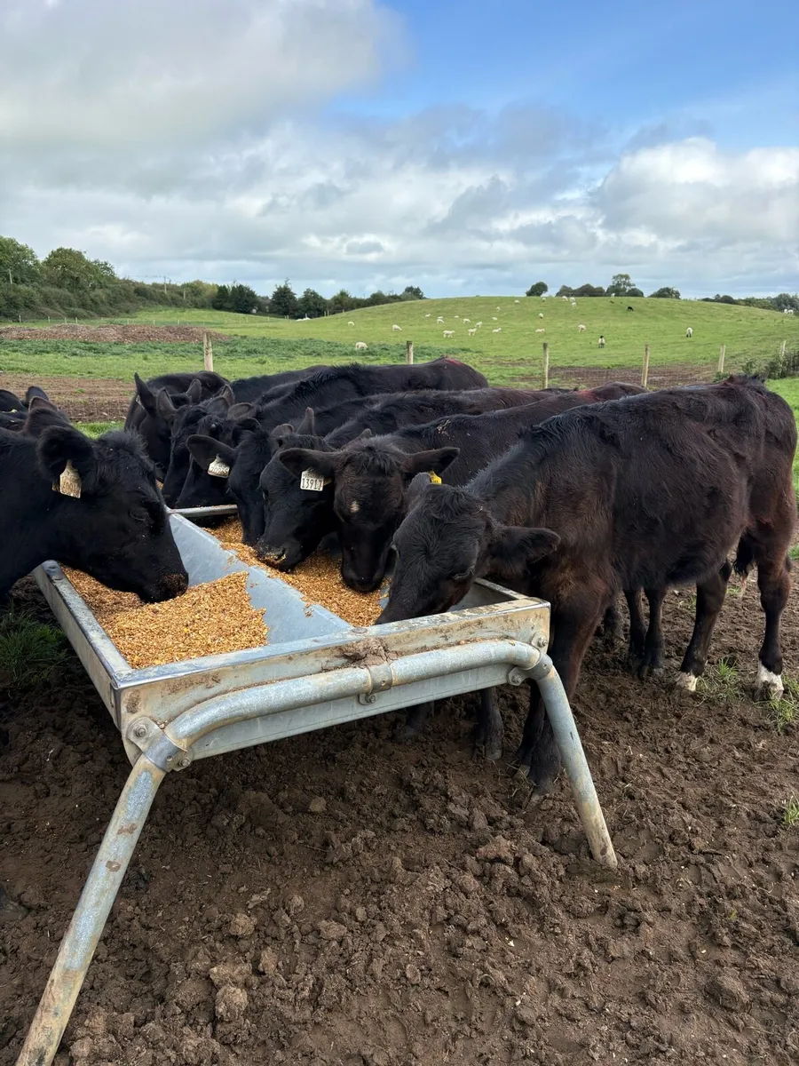 14 super 220kg heifer Weanlings - Image 1