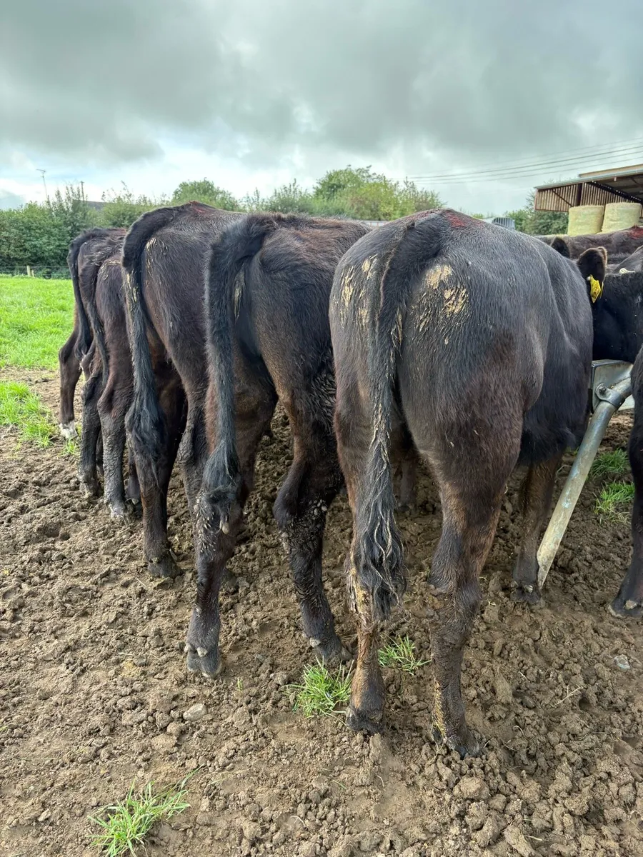 14 super 220kg heifer Weanlings - Image 2
