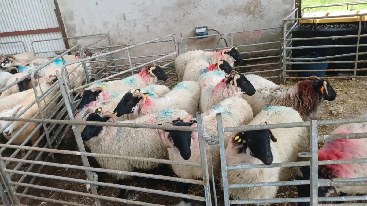 ⚡⚡⚡12 Lanark Cross Mayo Ewe Lambs⚡⚡⚡ - Image 1