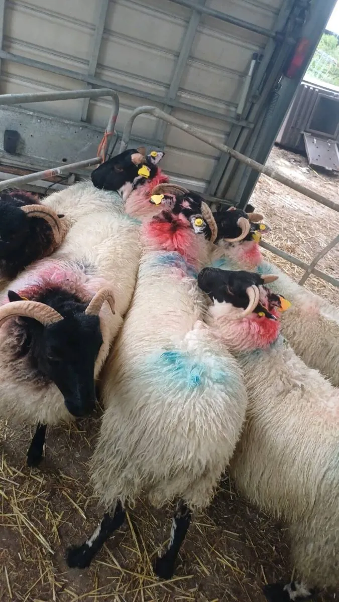 ⚡⚡⚡12 Lanark Cross Mayo Ewe Lambs⚡⚡⚡ - Image 2