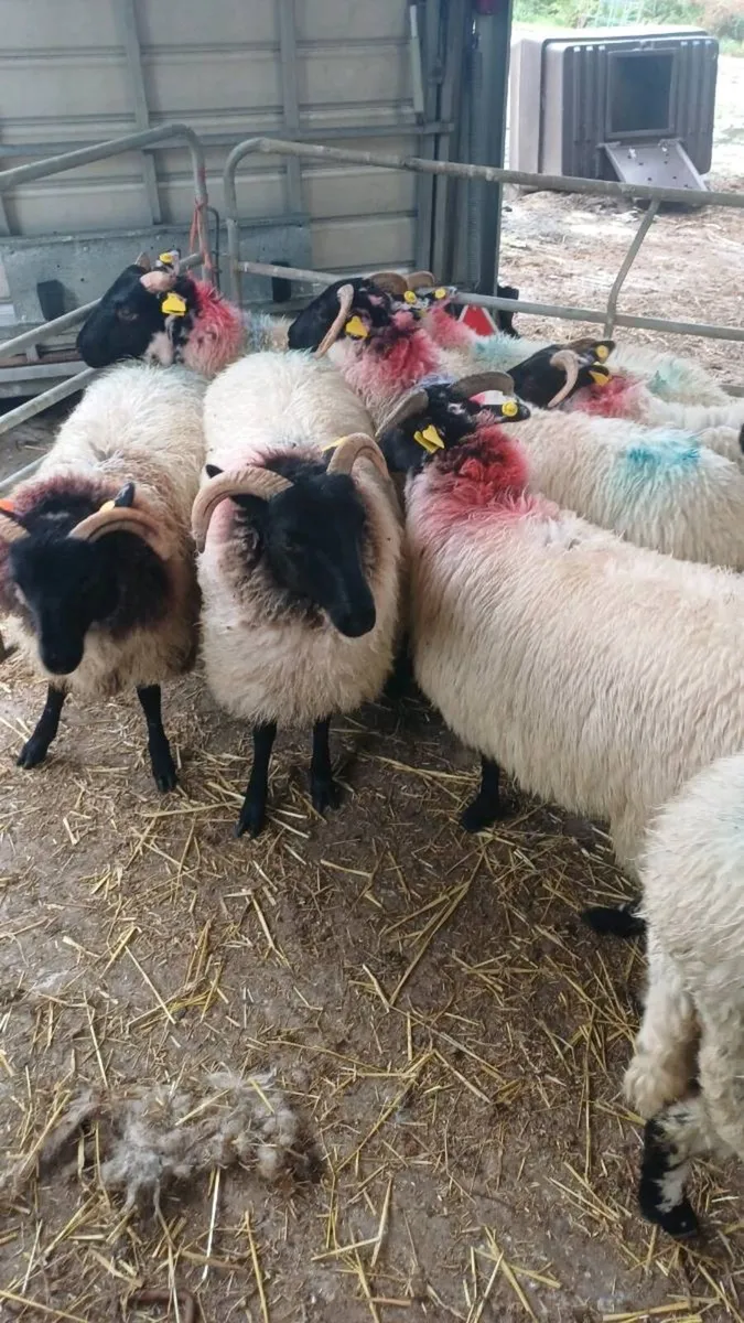 ⚡⚡⚡12 Lanark Cross Mayo Ewe Lambs⚡⚡⚡ - Image 3