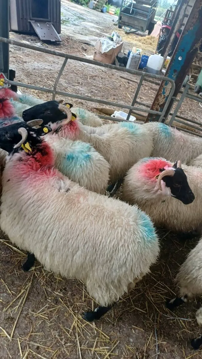 ⚡⚡⚡12 Lanark Cross Mayo Ewe Lambs⚡⚡⚡ - Image 4
