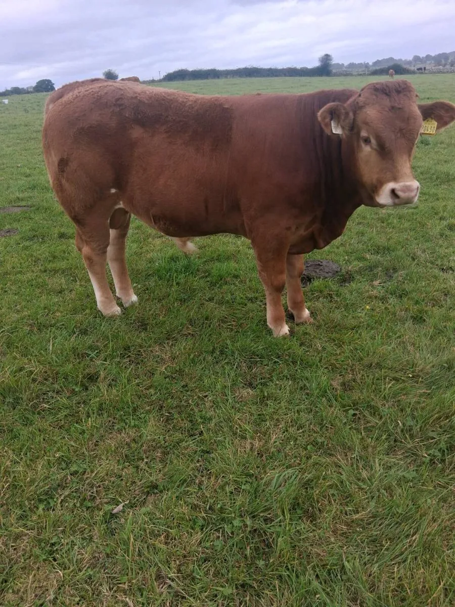 Organic bull weanlings - Image 1