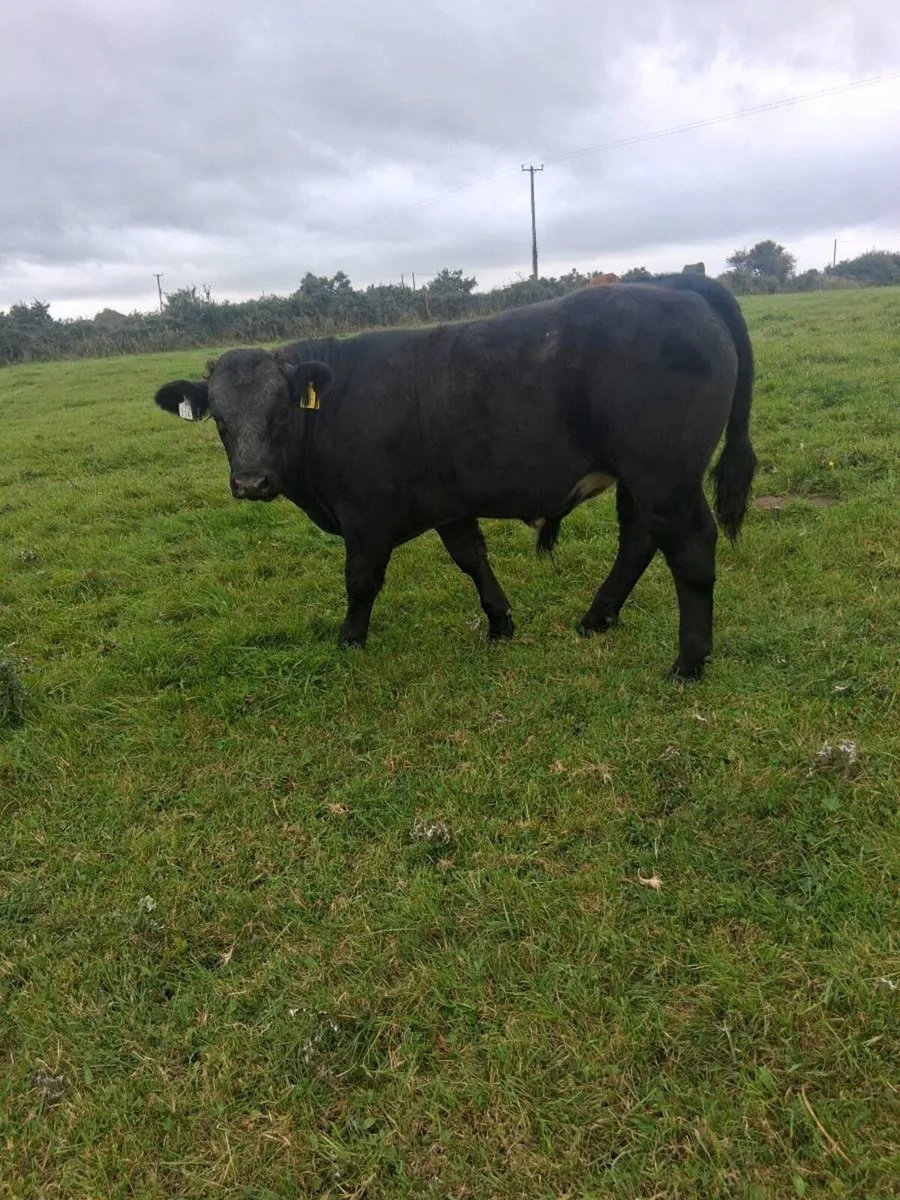 Organic bull weanlings - Image 3