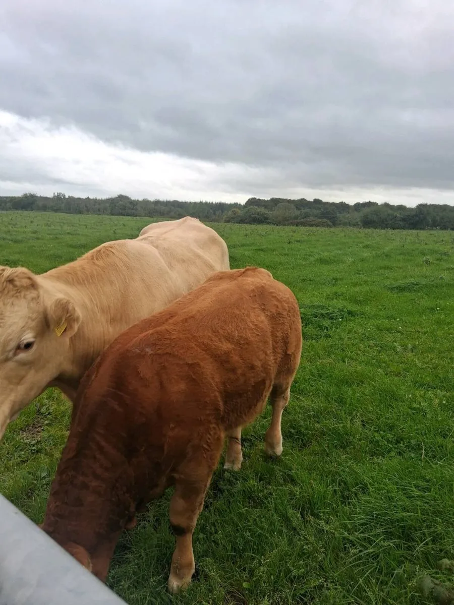 Organic bull weanlings - Image 4