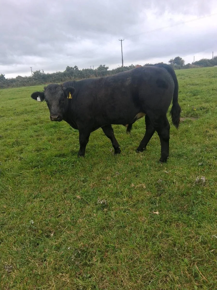 Organic bull weanlings - Image 2