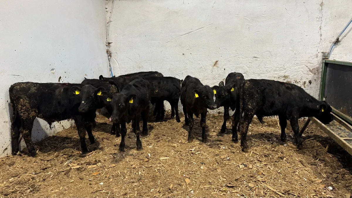 Aberdeen Angus Bulls - Image 1