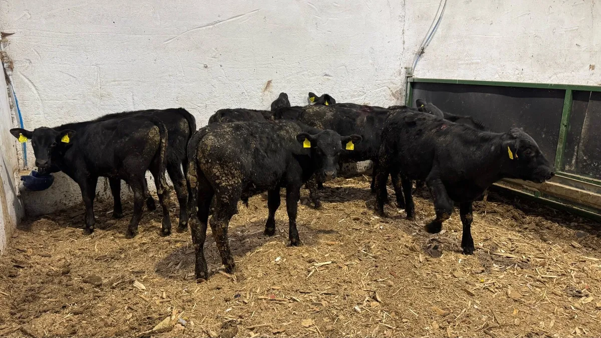 Aberdeen Angus Bulls - Image 2