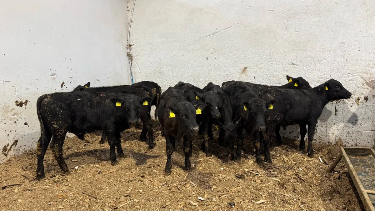 Aberdeen Angus Bulls - Image 3