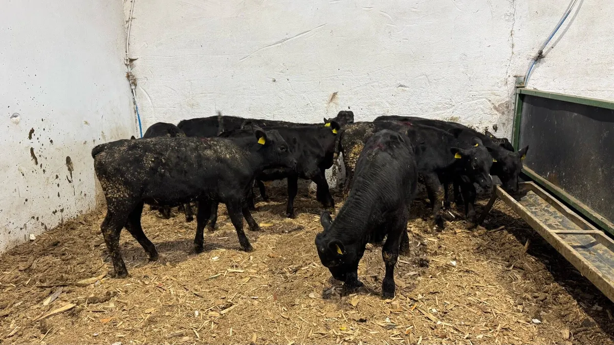 Aberdeen Angus Bulls - Image 4
