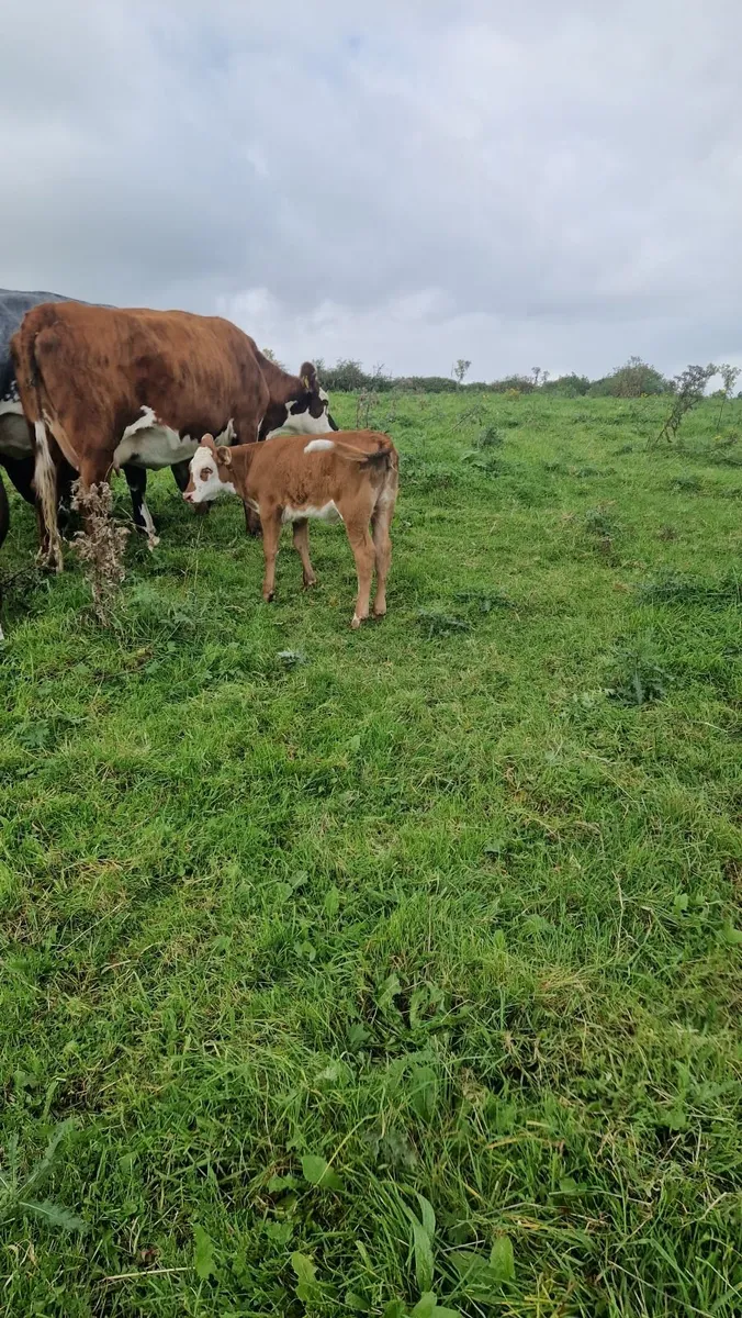 Heifer and calf - Image 1
