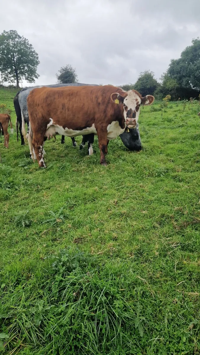 Heifer and calf - Image 3