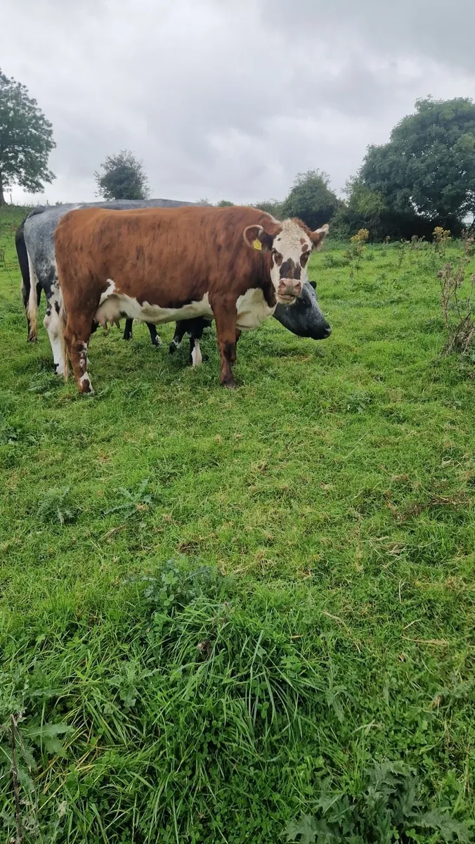 Heifer and calf - Image 4