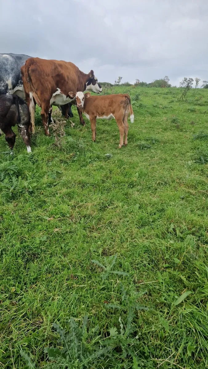 Heifer and calf - Image 2