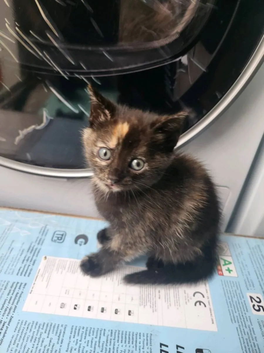 Kittens - Image 2