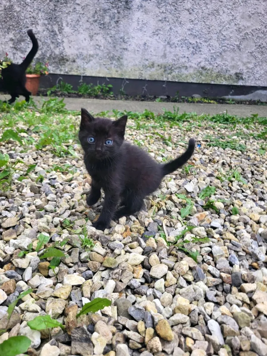 Kittens - Image 3