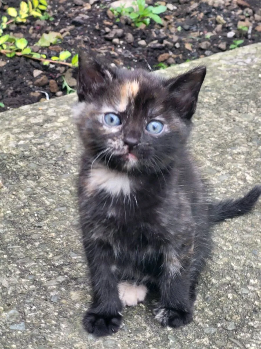 Kittens - Image 4